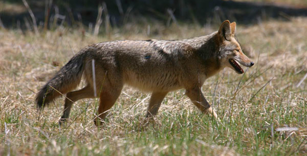 Coyote