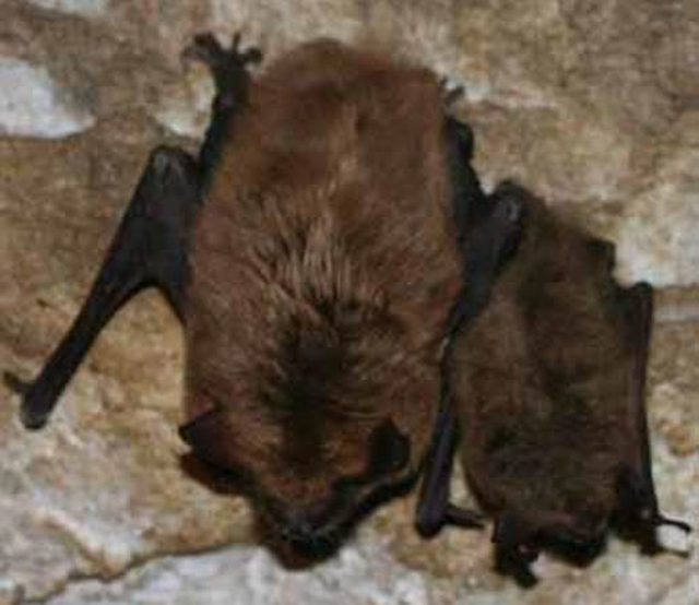 Dublin, Ohio, USA » Viewing bats in Dublin
