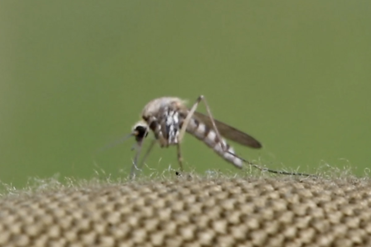 mosquito-1200