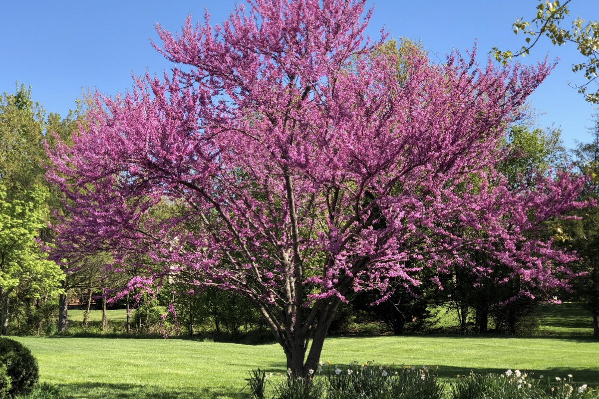 Dublin Native Plants – City of Dublin, Ohio, USA