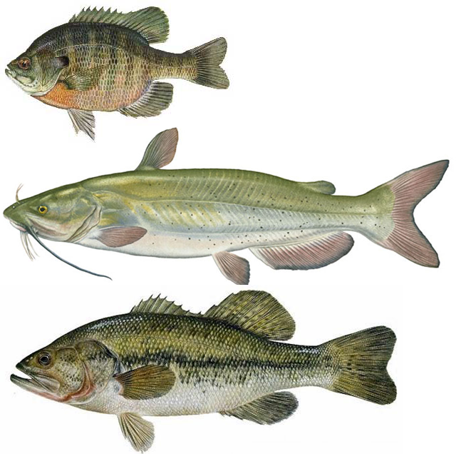 fish-in-dublin