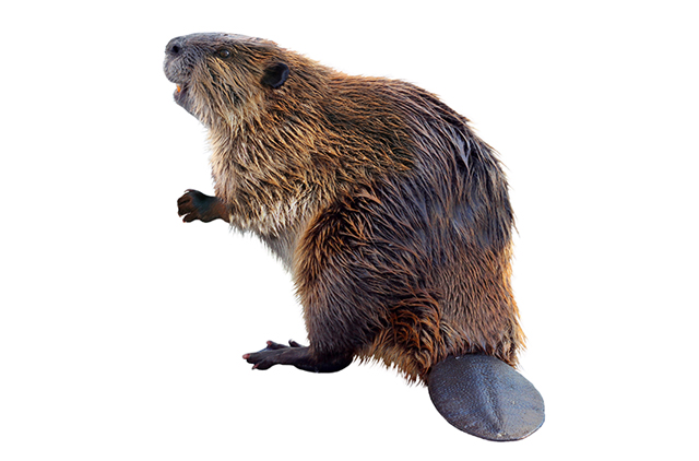 nature-beaver.jpg