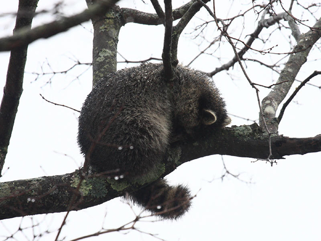 Dublin, Ohio, USA » Why are there raccoons sleeping in trees?